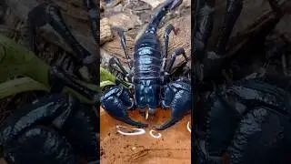 🦂 5 Shocking Facts About Scorpions You Didn&rsquo;t Know!