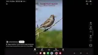 Sparrow house