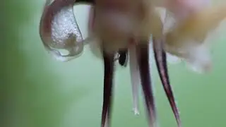 Cacao pollination by midge. Australian cacao. Samantha J. Forbes