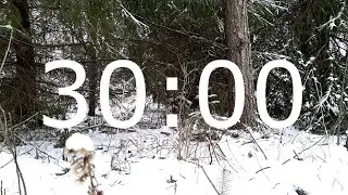 30 Minute Winter Timer with Magical Winter Forest, Mystical and Relaxing Music