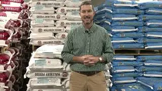 Summer Internship at Hallway Feeds