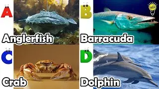 Песенка про морских животных ABC | Изучаем алфавит | Английский язык и животные для детей | #рыба...