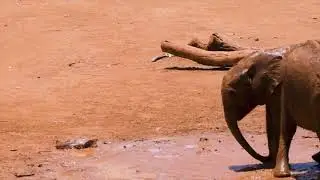 CUTE BABY ELEPHANTS PLAYING IN MUD, ELEPHANT DOCUMENTRY
