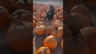 Pumpkin patch 🎃#shorts #california #usa #pumpkin #pumpkinpatch
