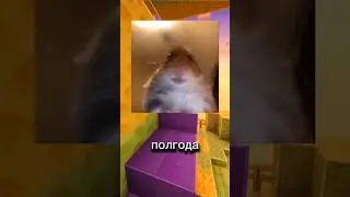 ХОМЯК ЗАСКАМИЛ 🐹 НО ЕСТЬ NOTPIXEL ! тг- TikoTikoT #хомяк #notpixel #crypto #notcoin #рекомендации