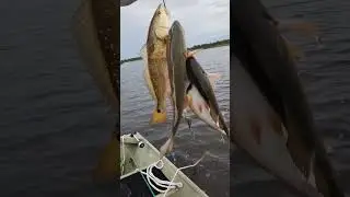 REDFISH LIMIT! *LAVACA RIVER* #fishing #redfish #texas #riverfishing