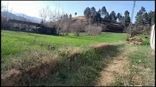 Gaou ki subha #bright and shiny morning#beautifulnature #mansehra #safaida #viralvideo #viralshorts