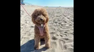Chinese Words To Talk About Pets (With Dog Focus) 2