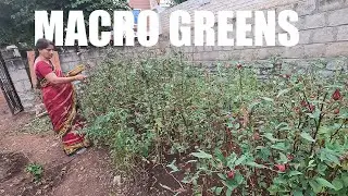 Macro Greens Salad | Ma Peratlo Pandinchina Akukuralu || AMMA INFINITY ||