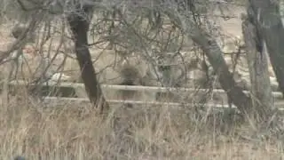 Lion poo!!