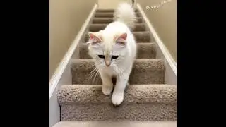 cute white cat is walking upstairs realistic video