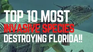🐍🌴 TOP 10 Most DANGEROUS Invasive Species DESTROYING Florida!