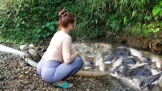 Full Videos: The Girl Harvesting Big Fish with Machines Pump in Pond, Go Sell Fish at Village Market