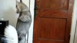 Lola the Husky opens a door!