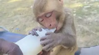 Hungry baby monkey feeding milk 🍼🤤