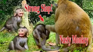 BABY JINX STUCK CRYING BY NASTY MONKEY STRONG SLAP ON HER FACE!