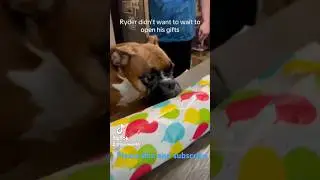 No patience this one 🤦&zwj;♀️ #funnyanimals #puppy #petvideos #boxer #boxermom #funnypets #birthday