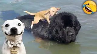 Funniest Animals of 2025 🤣 You Will Laugh All Day Watching Hilarious Pets🐶🐱
