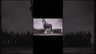 Wow a horse to be proud of #creepy #beast #giant  #scary #ai #horror #nightmare #horse