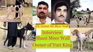 Yuri King 2021 of Pakistan Bully Dog Kutta | interview Shani Meer Wall of Chakwal By Nafa tv hd