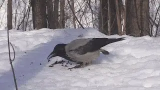 🎶Голодная бесхвостая ворона