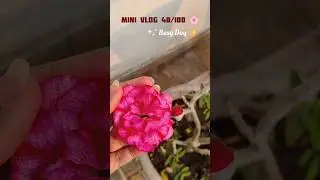 Mini vlog 40/100 Busy Day 🌸✨#minivlog #food #song #ytshorts #viral @16_Dhruvipatel