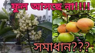 লেবু গাছের পাতা ঝরে গেছে ফুল আসে না কিভাবে সমাধান করবেন।