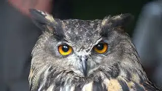 Owl at Preston Winckley Square