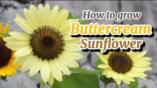 Planting Hobby #03: How to grow Buttercream Sunflower?