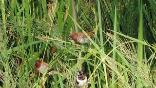 Bronze mannikin, scaly-breasted munia