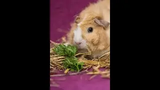 🌟 Moje morčátka – veselá dětská písnička 🌟 #děti #výuka, #pets