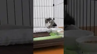 Kitten afraid of vacuum cleaner #kitten #cute