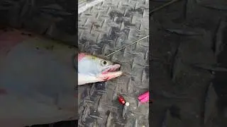 Double Up Kokanee #Fishing #Shorts #Subscribe #Like #kokanee