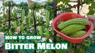 Technique For Growing Bitter Melon get much yields