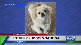 Lexington dog named 'Chief Taste Officer' for pet supplement brand