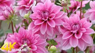 Dahlia Flowers 4K UHD Video Relaxation for Stress Relief - (1 hours) Calming Piano Music
