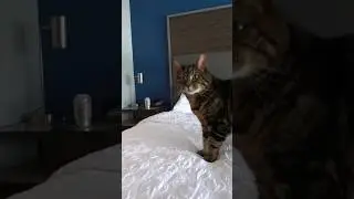Cat friendly hotel room tour #catfriendly #hoteltour #trubyhilton
