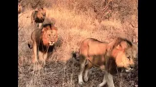 Kambula Male Lion Coalition on move | Mapogos Great Grandsons | 22 July 2025