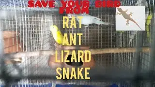 How to save your bird from Ant Rat Lizard Snake.