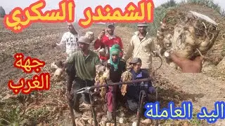 قلع الشمندر السكري :اليد العاملة بالمغرب 🇲🇦
