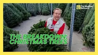 The Breakdown on Christmas Trees - Best Selection Practices