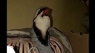 Kral keklik sesi )звук королевской куропатки )صوت الحجل الملك )king partridge sound )chakoor voice