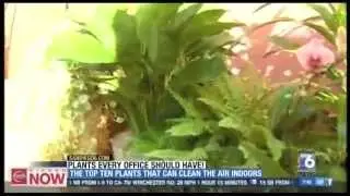 Health Benefits of Plants in the Workplace: Jim Mumford, Good Earth Plants
