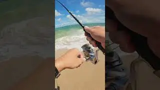 Spinning Action in the Ocean Surf I Florida Beach Snook Fishing |