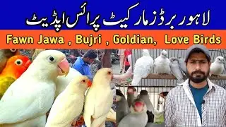 Lahore Birds Market l Birds Latest Price l October 2025 l haider bird zone 