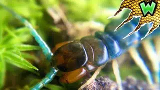 Incredibly RARE Blue Centipede!