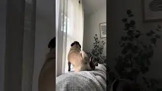 Nothing like a Floki tantrum! 🫣🙃 #videos #funnyanimals #viralvideo #dog #fyp