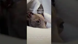 Three secrets to better your dogs sleep 💤  #puppy #pets #cutedog