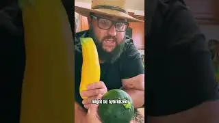Cross Pollination in the Garden: FrankenSquash!