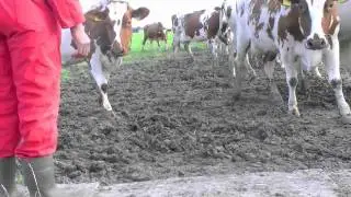 De Rode Koe (Koeien)